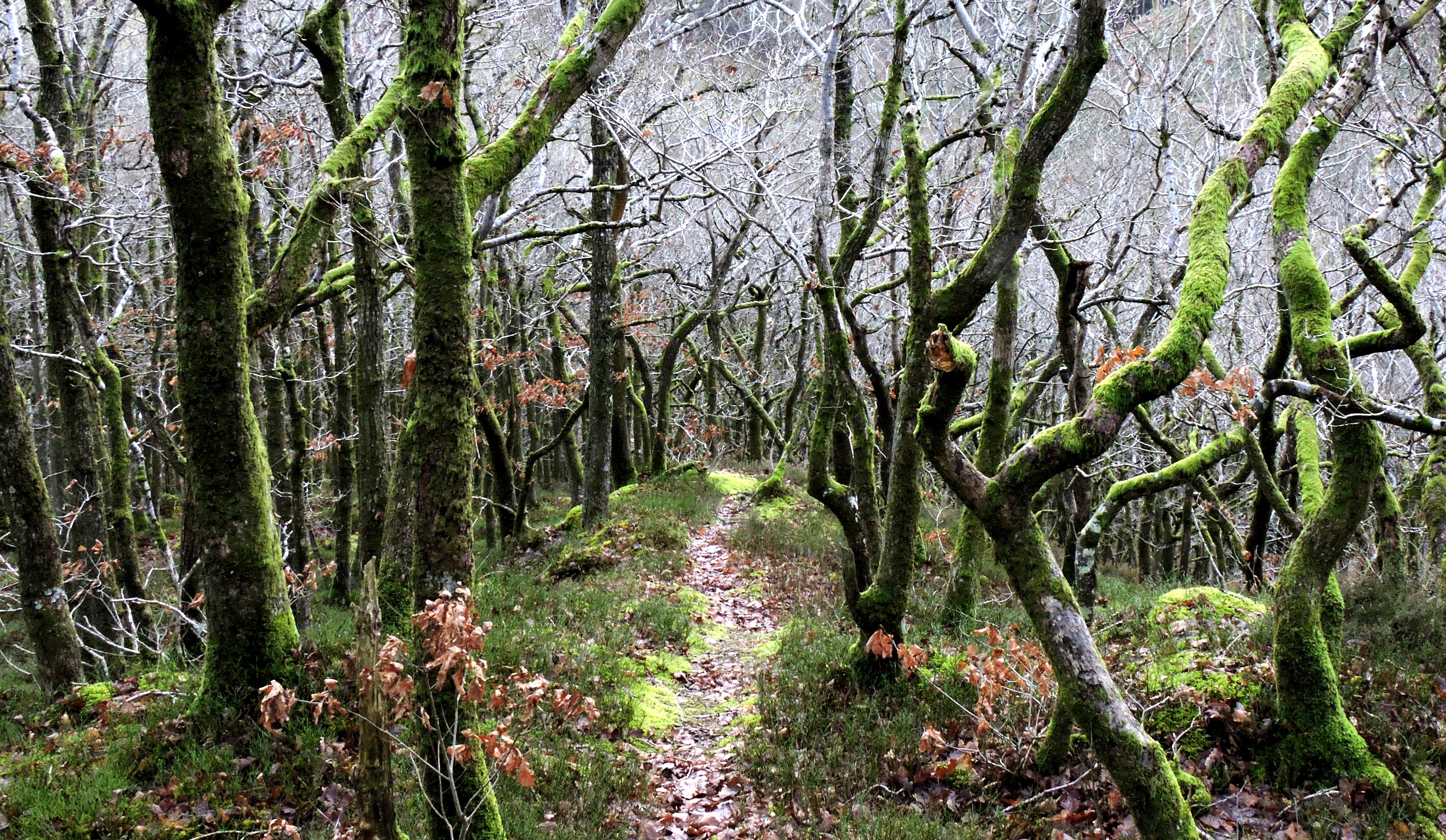 WALK IN THE WOOD Bill Bagley Photography